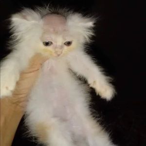 Meet your Posher, Julianna